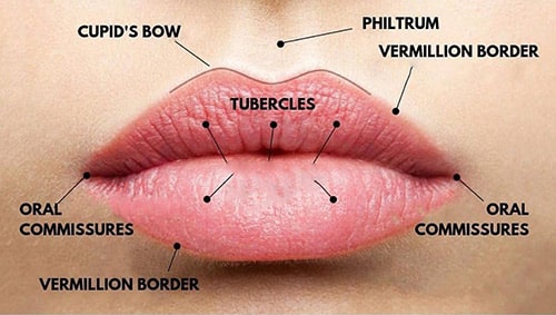 Lip Filler Diagram